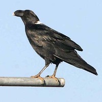 White-necked Raven - Corvus albicollis