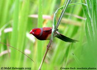 Crimson Finch - Neochmia phaeton