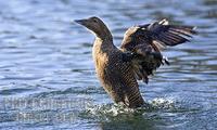 Female Eider Duck splashing on Pond stock photo