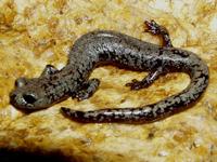 : Batrachoseps campi; Inyo Mountains Slender Salamander
