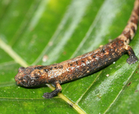 : Bolitoglossa dofleini; Giant Palm Salamander