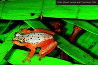 : Heterixalus punctatus