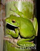 : Litoria infrafrenata 003; Giant Tree Frog