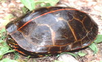 : Chrysemys picta; Painted Turtle