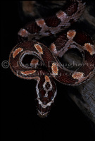 : Elaphe guttata spp. guttata; Corn Snake
