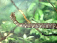 : Erpeton tentaculatum; Tentacled Snake