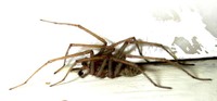 : Tegenaria agrestis; Hobo Spider