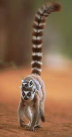 Female Ring-tailed Lemur (Lemur catta) carrying infant on her back.