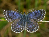 Scolitantides orion - Chequered Blue
