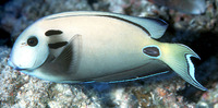 Acanthurus tennentii, Doubleband surgeonfish: fisheries, aquarium