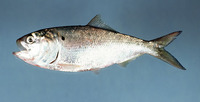 Brevoortia tyrannus, Atlantic menhaden: fisheries