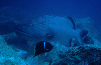 Mycteroperca jordani, Gulf grouper: fisheries, gamefish