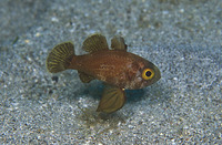 Astrapogon puncticulatus, Blackfin cardinalfish: