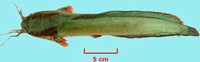 Clarias macrocephalus, Bighead catfish: fisheries, aquaculture