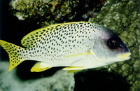 Plectorhinchus gaterinus, Blackspotted rubberlip: fisheries, gamefish
