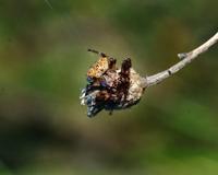 Image of: Araneidae (orbweavers)