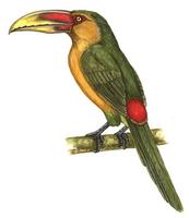 Image of: Baillonius bailloni (saffron toucanet)