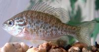 Lepomis gibbosus - Common Sunfish