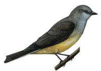 Image of: Tyrannus verticalis (western kingbird)