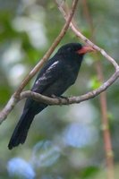 Black Nunbird - Monasa atra