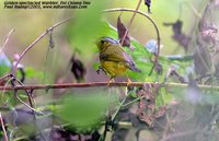 Golden-spectacled Warbler - Seicercus burkii