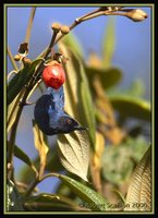 Masked Flowerpiercer - Diglossopis cyanea