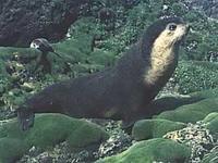 Sub-Antarctic Fur Seal