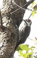 Strickland Woodpecker