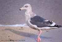 큰재갈매기 (Slaty-Backed Gull) Larus schistisagus