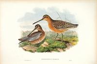 Hart after Gould Red-breasted, or Brown Snipe (Macroramphus griseus)