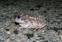 : Heleioporus albopunctatus; Western Spotted Frog