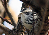 : Mniotilta varia; Black-and-white Warbler