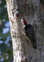 : Picoides nuttallii; Nuttall's Woodpecker
