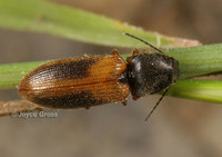 : Limonius ornulatus; Click Beetle
