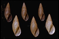 : Bulimulus sp.