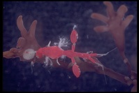 : Caprella sp.; Skeleton Shrimp
