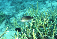 Chromis ternatensis, Ternate chromis: aquarium