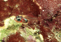 Apogon doryssa, Longspine cardinalfish: