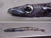 Scopelosaurus hamiltoni, :