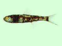 Ceratoscopelus warmingii, Warming's lantern fish: