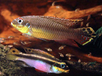 Pelvicachromis taeniatus, : aquarium