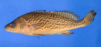 Pachyurus adspersus, Brazilian croaker: fisheries, aquaculture