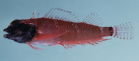 Enneapterygius elegans, Hourglass triplefin: