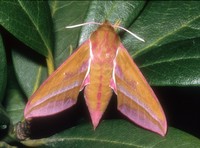 Deilephila elpenor - Elephant Hawk-moth