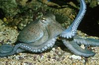 Octopus vulgaris - Common octopus