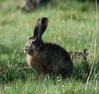 Image of: Lepus oiostolus (woolly hare)