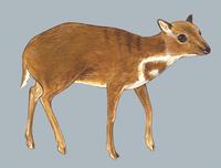 Image of: Tragulus napu (greater mouse-deer)