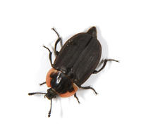 Image of: Silphidae (carrion beetles)