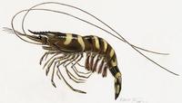 Image of: Penaeus monodon (giant tiger prawn)