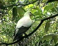 Pied Imperial Pigeon - Ducula bicolor